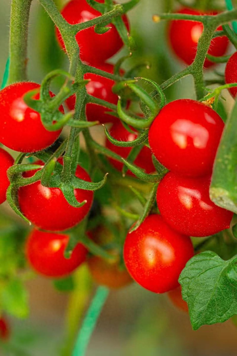 posyz256378's tweet photo. Just tried the new organic cherry tomatoes! Super sweet, juicy, no weird aftertaste—perfect for salad or snacking  Will definitely restock! https://t.co/Pb6pwGJFrO