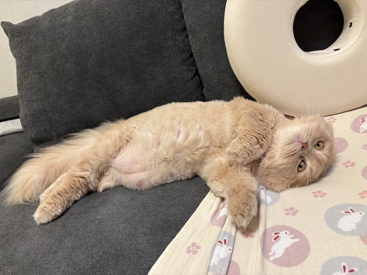 ______ytom's tweet photo. 夜中なのでね...このセクシーショットも許されるはず...うちの猫、めちゃくちゃかわいいんですよねえ...これは娘を寝かしつけソファに戻ったときの次は俺だ！の顔です https://t.co/QIeBcO9a45