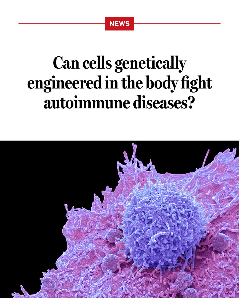 NewsfromScience's tweet photo. Researchers have high hopes that genetically engineered immune cells known as chimeric antigen receptor (CAR)-T cells can treat and even cure autoimmune diseases such as lupus and multiple sclerosis by slaying the errant immune cells driving the conditions.

But the current methods for producing CAR-T cells, in which the cells are generated in a lab and then infused into patients, are slow and expensive, and the treatment itself can be dangerous.

A new clinical trial may point to a better way: Researchers say they have induced patients to generate their own CAR-T cells.

The treatment, which involves dosing people with a virus that genetically alters some of their T cells, didn’t cause severe side effects in the 16 patients tested and showed early signs that it restored their immune systems to normal. Learn more: https://t.co/cms7Tw5j8u