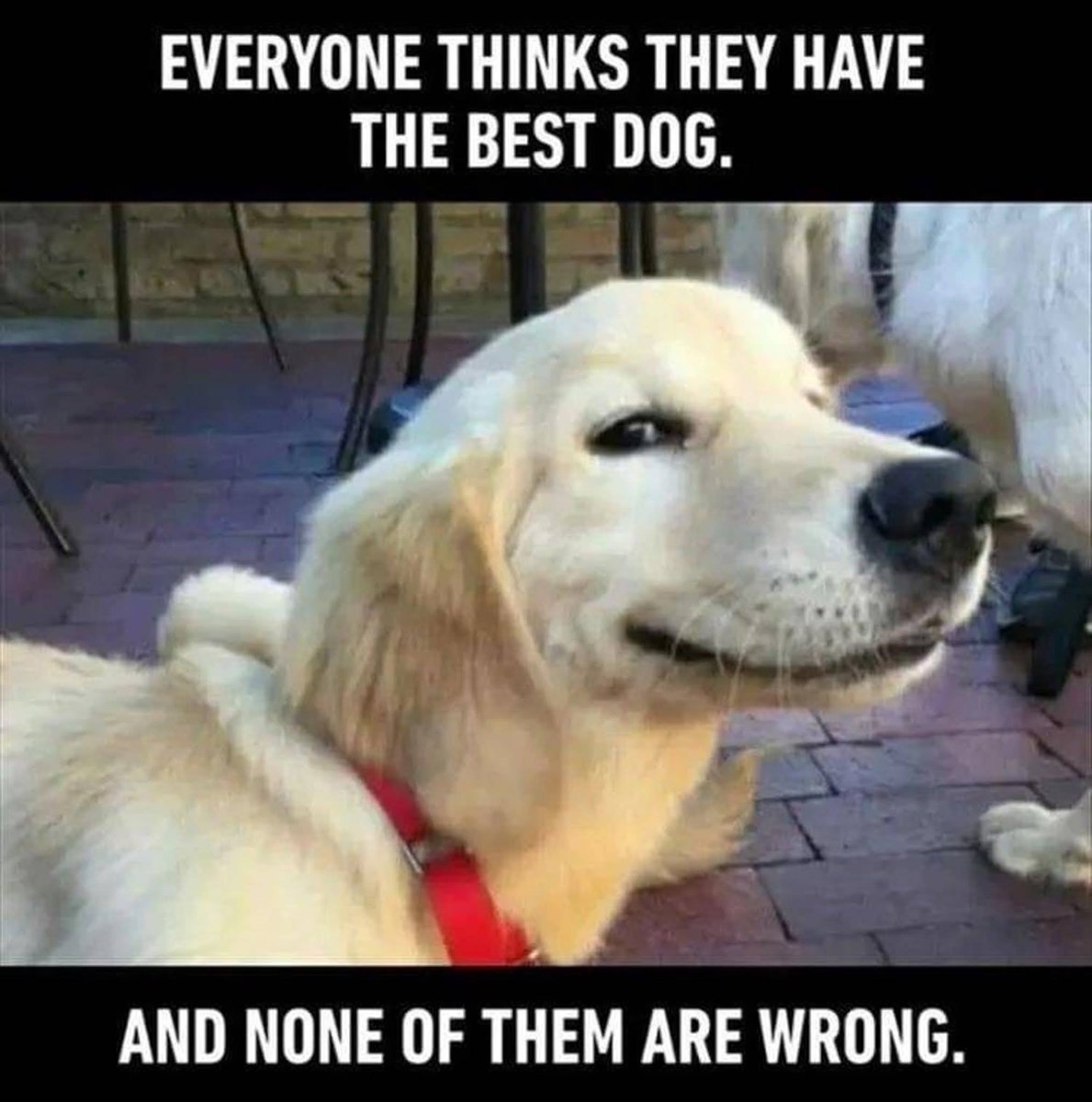 HeckinGoodDogs's tweet photo. https://t.co/sMmg9sPi7f