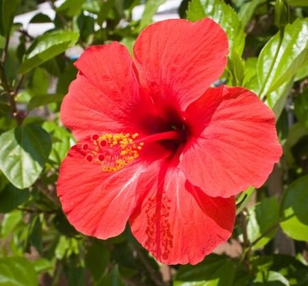 roladanacara's tweet photo. Top flores da minha infância: https://t.co/XJzsycq25D