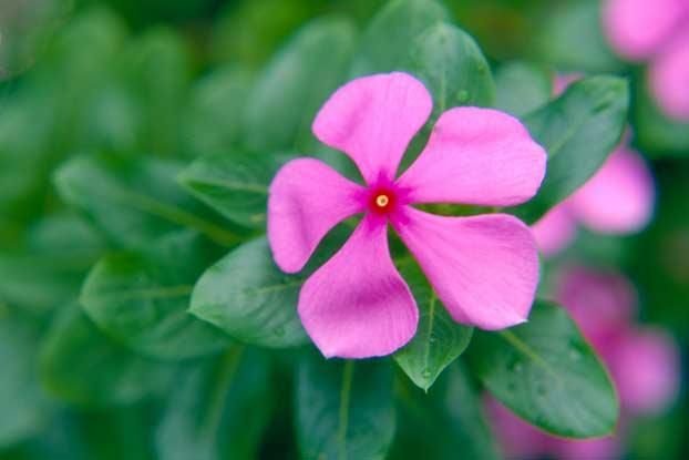 roladanacara's tweet photo. Top flores da minha infância: https://t.co/XJzsycq25D
