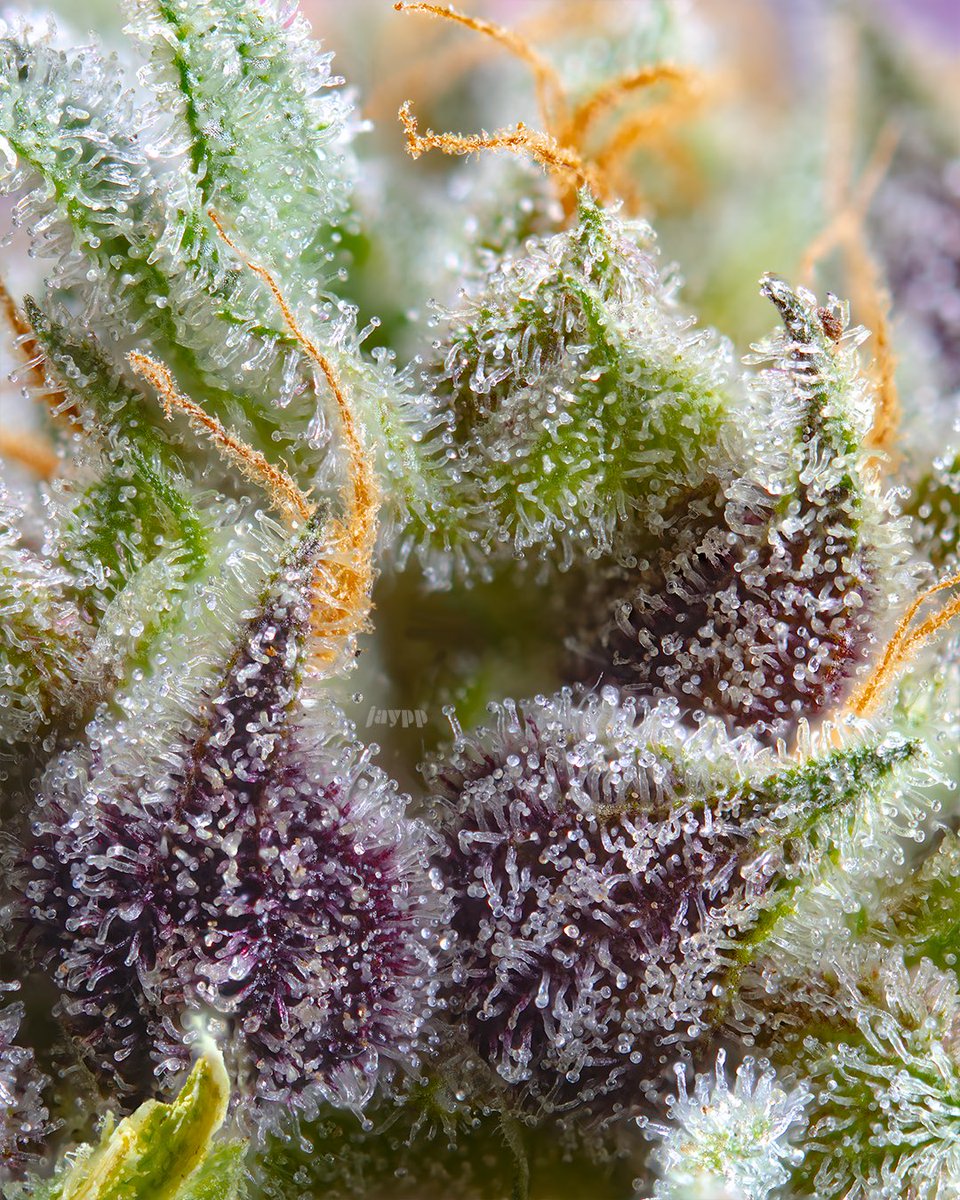 sweetseeds_es's tweet photo. Do you like the fruity stuff?

https://t.co/eqRZ7aAVKO https://t.co/4kCIeI8IfX