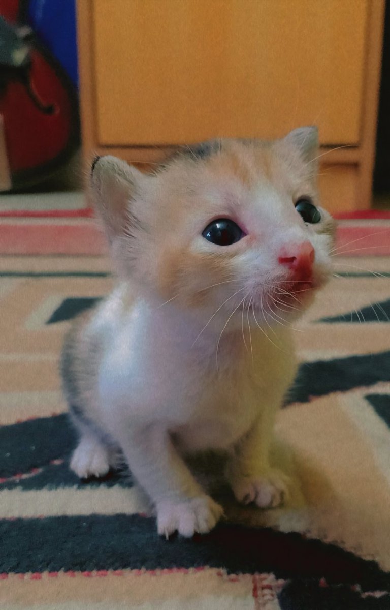 anshi_archive's tweet photo. @LottiesxWorld This is my Cookie when i rescued her🥹 she was not even a month old https://t.co/NYOCvUia2O