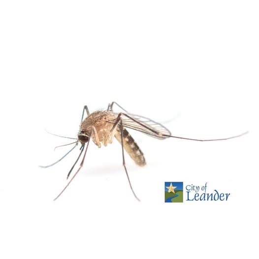CityofLeander's tweet photo. A mosquito sample near Lakewood Park in Leander has tested positive for West Nile Virus, according to Williamson County and Cities Health District. A County contractor will treat the area tonight 9/4 and Saturday 9/5 from 9 p.m. to 5 a.m. More info. at https://t.co/CNwdixAIio https://t.co/YLiahPubB1