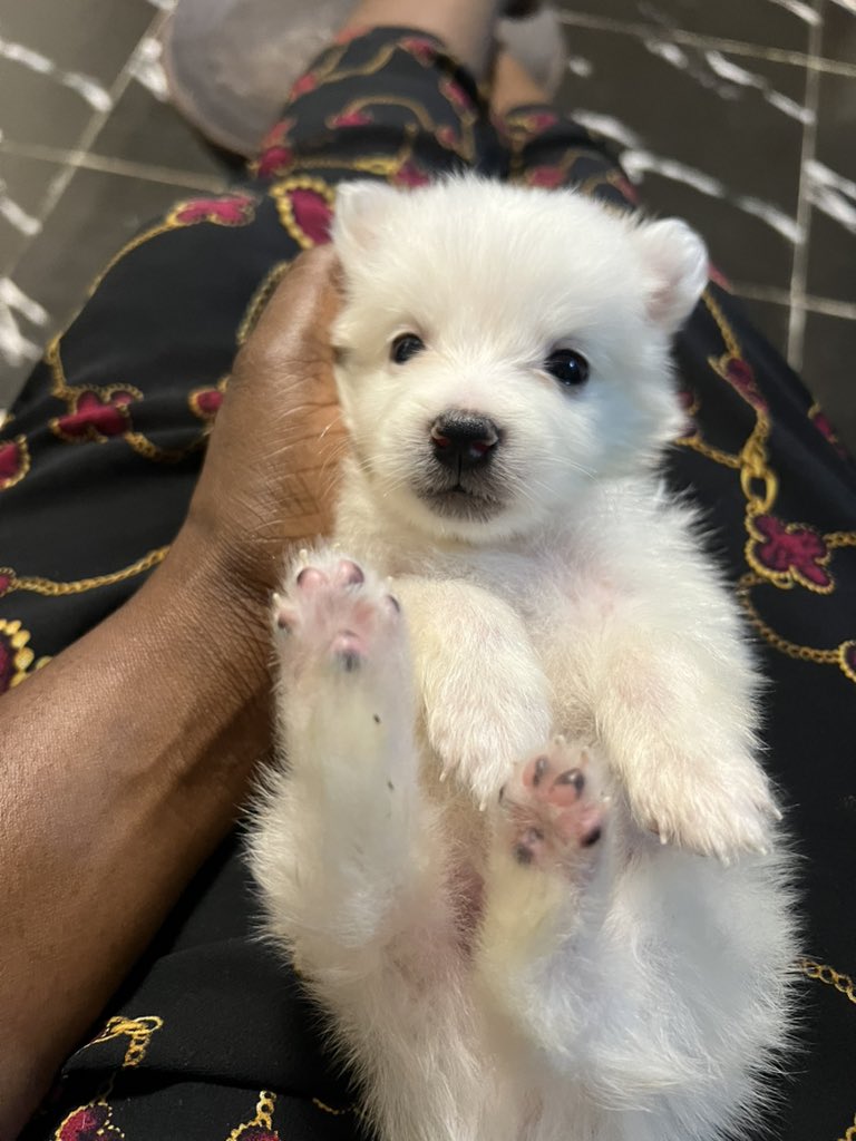 dhausagirl's tweet photo. Today has honestly been one of the saddest days for me. One of my puppies had been injured earlier, and since morning, he had been crying, grumbling and just generally seemed uncomfortable. I tried everything I could think of at home. I gave him milk because he refused to suckle https://t.co/tnF54iCZmv
