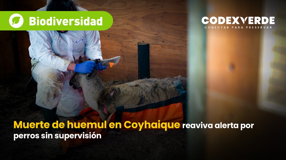 CodeXverde's tweet photo. 🚨El ejemplar fue atacado en la localidad de Villa Ortega, desde donde fue rescatado y trasladado al Centro de Rescate y Rehabilitación del Huemul. Falleció dos días después debido a la gravedad de sus lesiones https://t.co/XwUdvU6VCI https://t.co/dxXdXxBRag