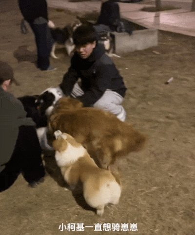 SumikoHochman's tweet photo. My senior corgo loves our evening cuddle sessions more than treats  Nothing beats this quiet, warm time with my best fur friend. https://t.co/6296S33Lbp