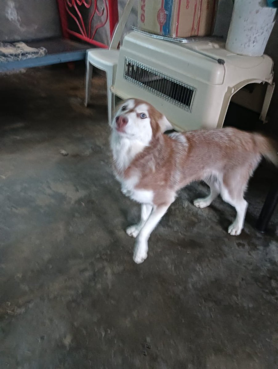 VIBRAmascotas's tweet photo. No hay ningún formato de adopción para ella , para ninguno realmente 💔🥺
Pero urge encontrar casa para ella 
Es una perrita muy bonita, muy buena, amigable, juguetona 
Necesita una familia responsable y cariñosa 
Lamentablemente los que han preguntando por ella cuando se dan cuenta de que es adopción responsable, dejan de responder...
Por favor comparte 
Wats 5548724347
#cdmx