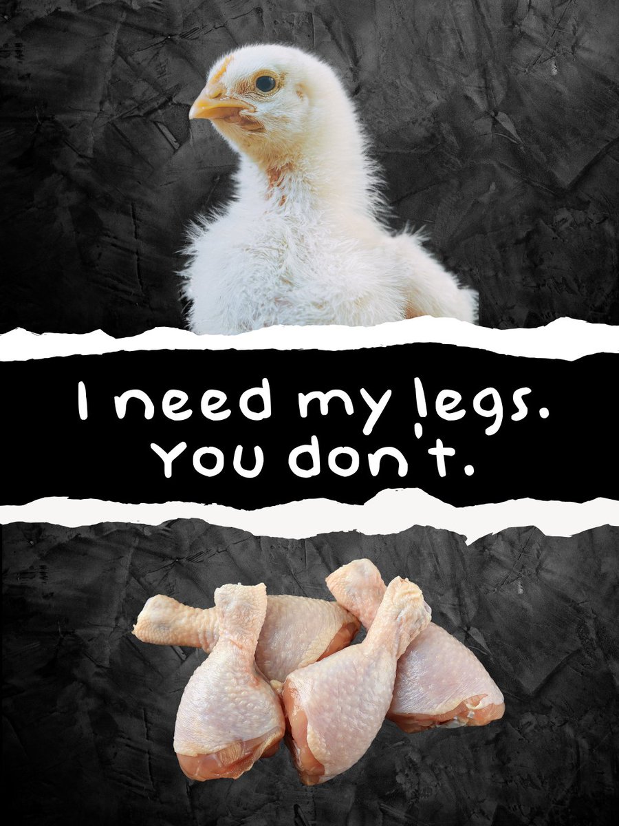 teamveganfta's tweet photo. Imagine eating someone's body parts... 🐔💔

👉 Help us change how the world sees them: https://t.co/3MtTzDjGk9 💜

#chicken #veganshare #govegan https://t.co/TGG6ZtYVhW