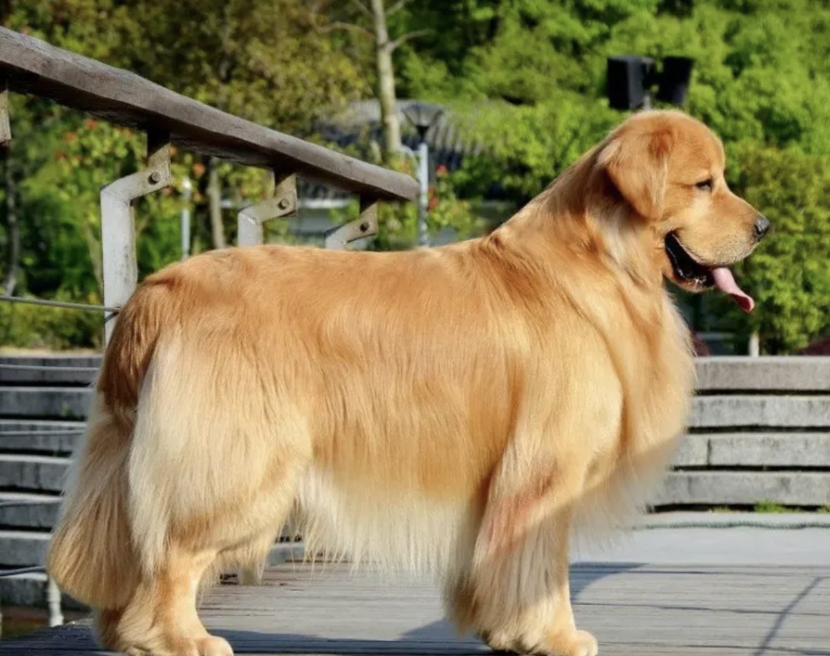 calme287907's tweet photo. My little pup grew from a fluffy tiny ball to a big playful buddy in just 6 months—watching them grow is the best joy ever!， https://t.co/JGh3lWVysZ