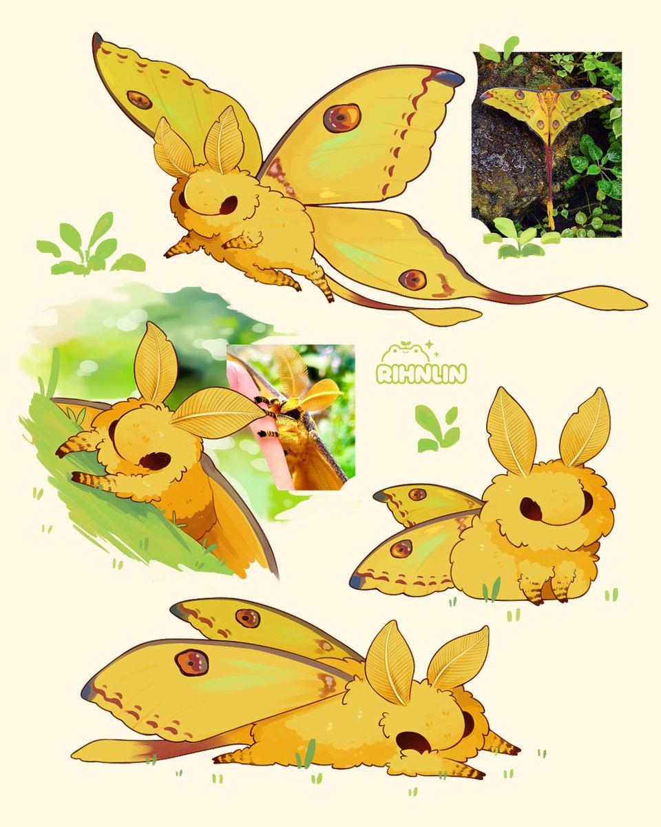rihnlin's tweet photo. comet moth doodles https://t.co/kSirJql5ue
