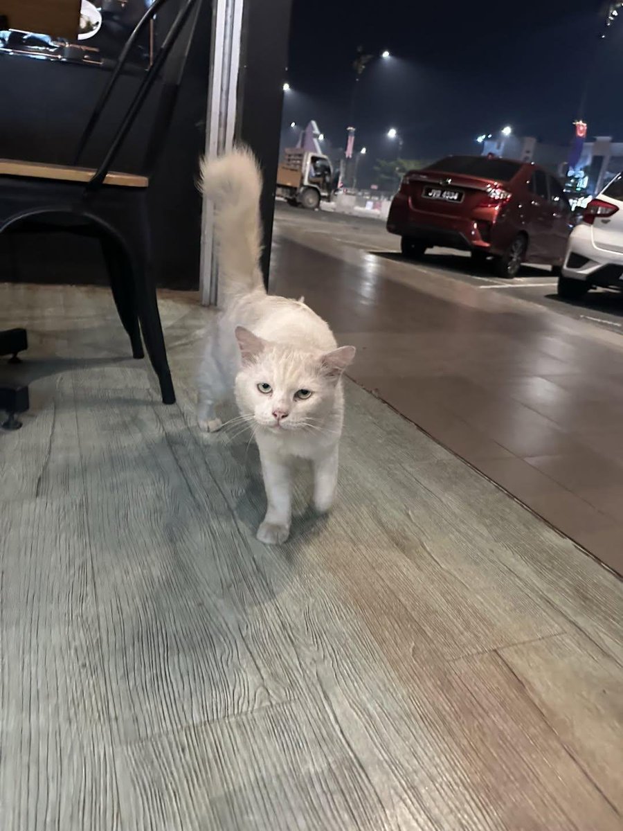 cats_rehome's tweet photo. Tolong lah sapa2 adopt dia , kesiannn dia mcm tak biasa sgt jd straycat, manja sgt 😭😭😭

📌RICHIAMO COFFEE,SIMPANG RENGGAM,JOHOR

Sumber: thread faizahaquino https://t.co/DvLxFn7rjD