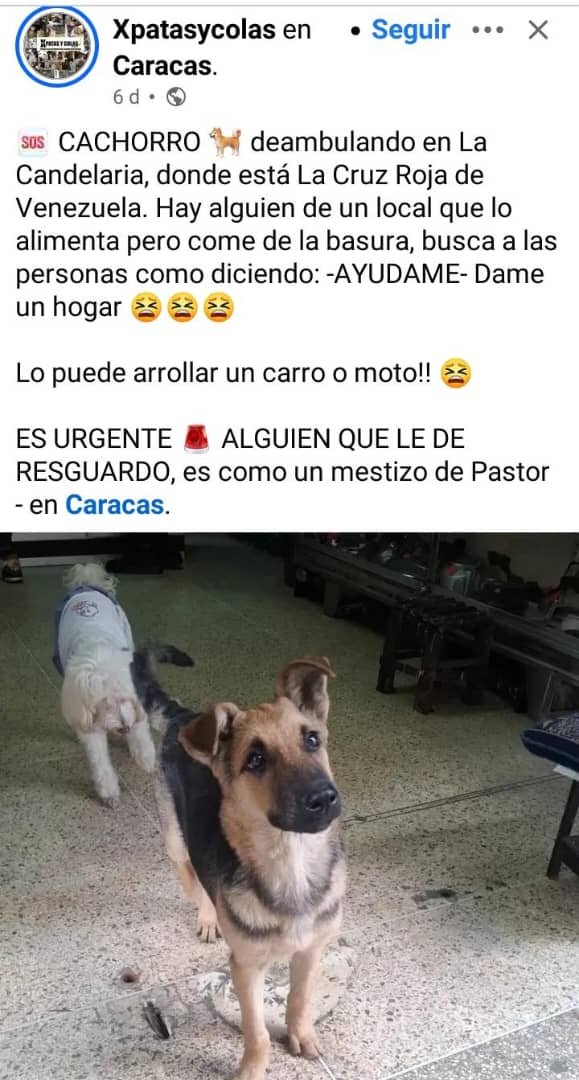 gracon27's tweet photo. #Caracas

Favor difundir🙏🏼🙏🏼🙏🏼
Gracias🇻🇪🫂
@infinitoanimal2 https://t.co/FZuIUfaVPF