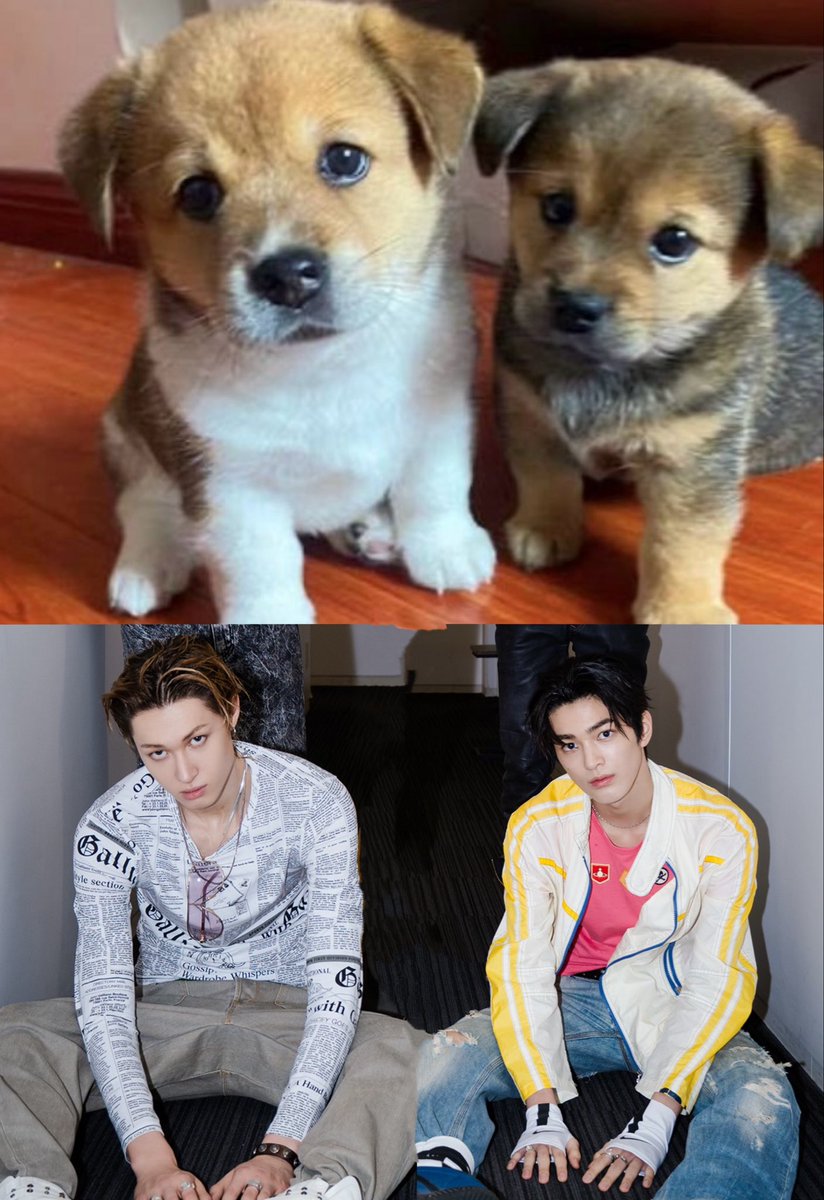 qnasx14's tweet photo. My  little puppies🐶💗 https://t.co/alOw9xw5hz