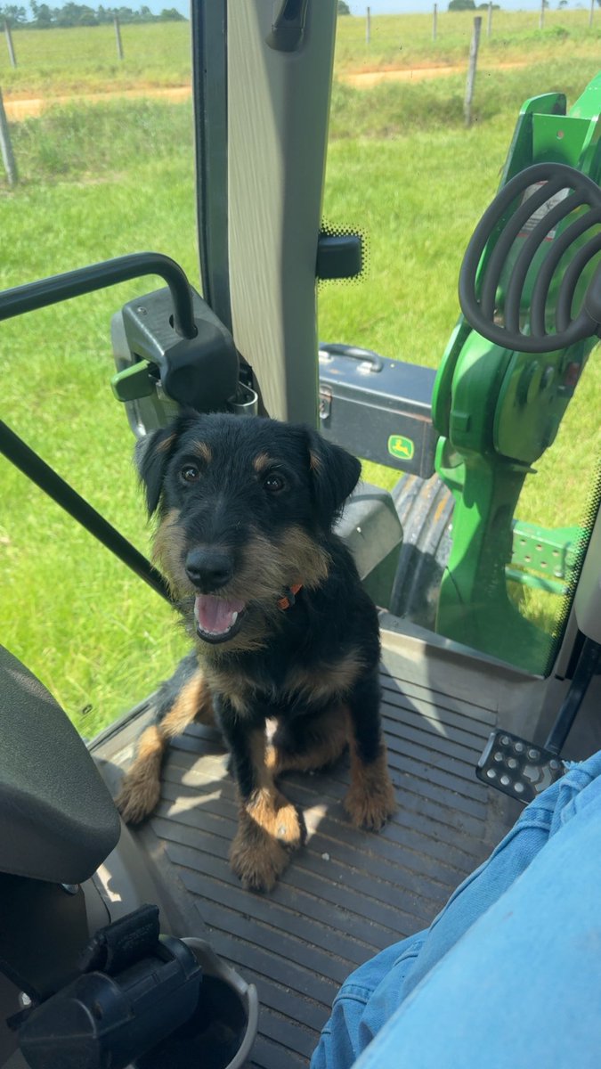HBCBURNER's tweet photo. My dog had been missing for 3 days then found out yesterday my neighbor shot him. Really bummed out and have no where else to whine about it. So here’s the first picture I took of him in the tractor and the last time he rode with me a couple weeks ago https://t.co/riJ8tnTT4R
