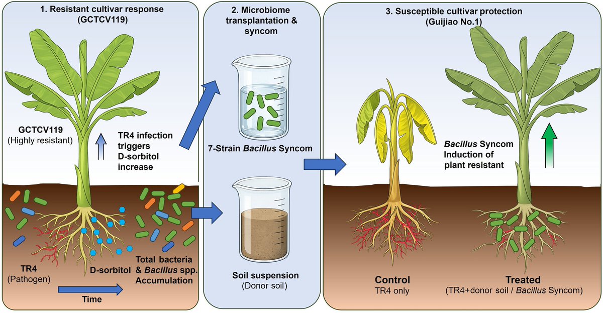 stephenmarek2's tweet photo. TR4‐triggered recruitment of suppressive rhizomicrobiome enhances Fusarium wilt resistance in banana - Zhang - 2026 - New Phytologist - Wiley Online Library https://t.co/A2J3NfHEK6 https://t.co/spCe1S7M5t