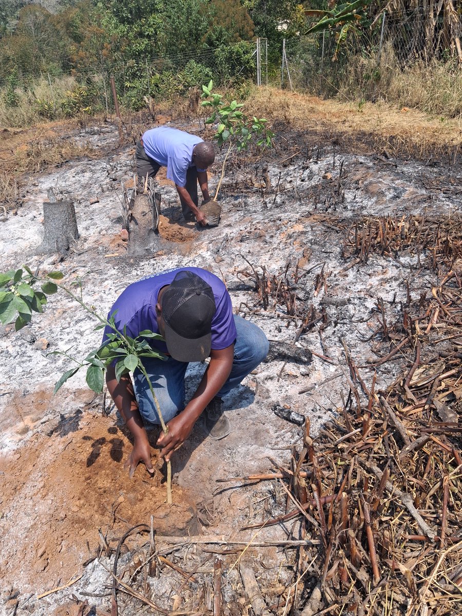 GreenInstitute2's tweet photo. 🌱 Planting Hope, Healing Lives🌳  

Today, in partnership with the @forestrycom1  and the dedicated staff of Mt Selinda Mission Hospital, Green Institute proudly planted 96 trees to establish a hospital orchard under the @FAOZimbabwe Transboundary Integrated Sustainable Management of Miombo Woodlands Project.  

This orchard is more than just trees in the soil  it is a living symbol of care, resilience, and renewal. It will nourish hospital staff, students, and patients with fresh fruit, while also serving as a vital carbon sinks to protect our climate. Each tree stands as a promise of health, shade, and sustainability, reminding us that healing is not only found in medicine but also in the embrace of nature.  

Together, we are sowing seeds of hope that will grow into a greener tomorrow for Mt Selinda Hospital  and beyond. 🌍💚  

@YesdaZimbabwe 
@YetTrust 
@emasuku1 
@ClimateZimDept 
@FlamesandLilies