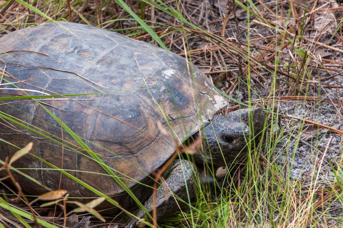 StateForesters's tweet photo. Happy National Wildlife Day! State forestry agencies help improve wildlife habitat by protecting water resources, improving grazing conditions, strengthening forests, and more. 🦬🦝🐢🐇 

Your state forestry agency can even help you improve wildlife habitat on your own land! https://t.co/poaJmsH67E