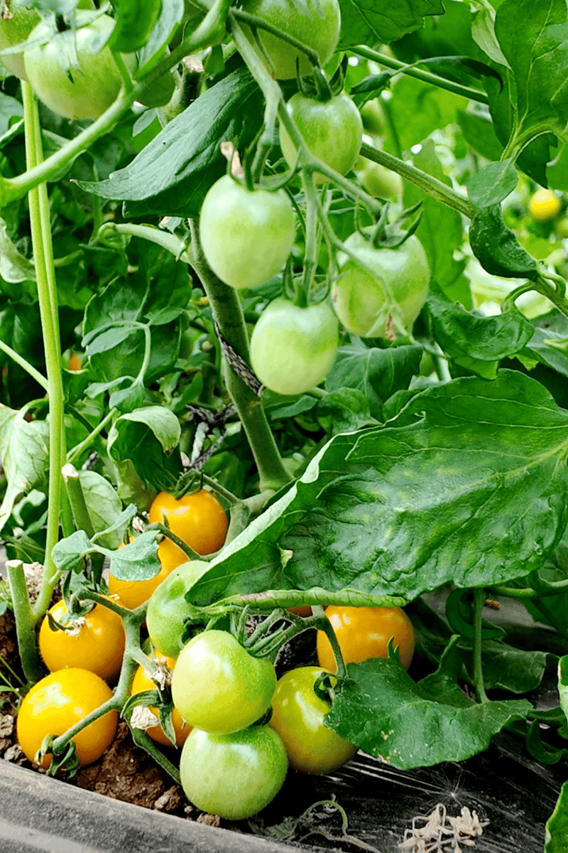 FletcherPadps's tweet photo. Just tried the new organic cherry tomatoes from local farm—burst with natural sweetness, crisp texture, no weird aftertastes. Perfect for salad or quick snack, 10/10 would repurchase! https://t.co/lgxoEgtp2H