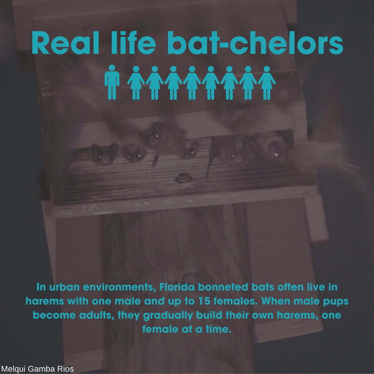 BatConIntl tweet picture