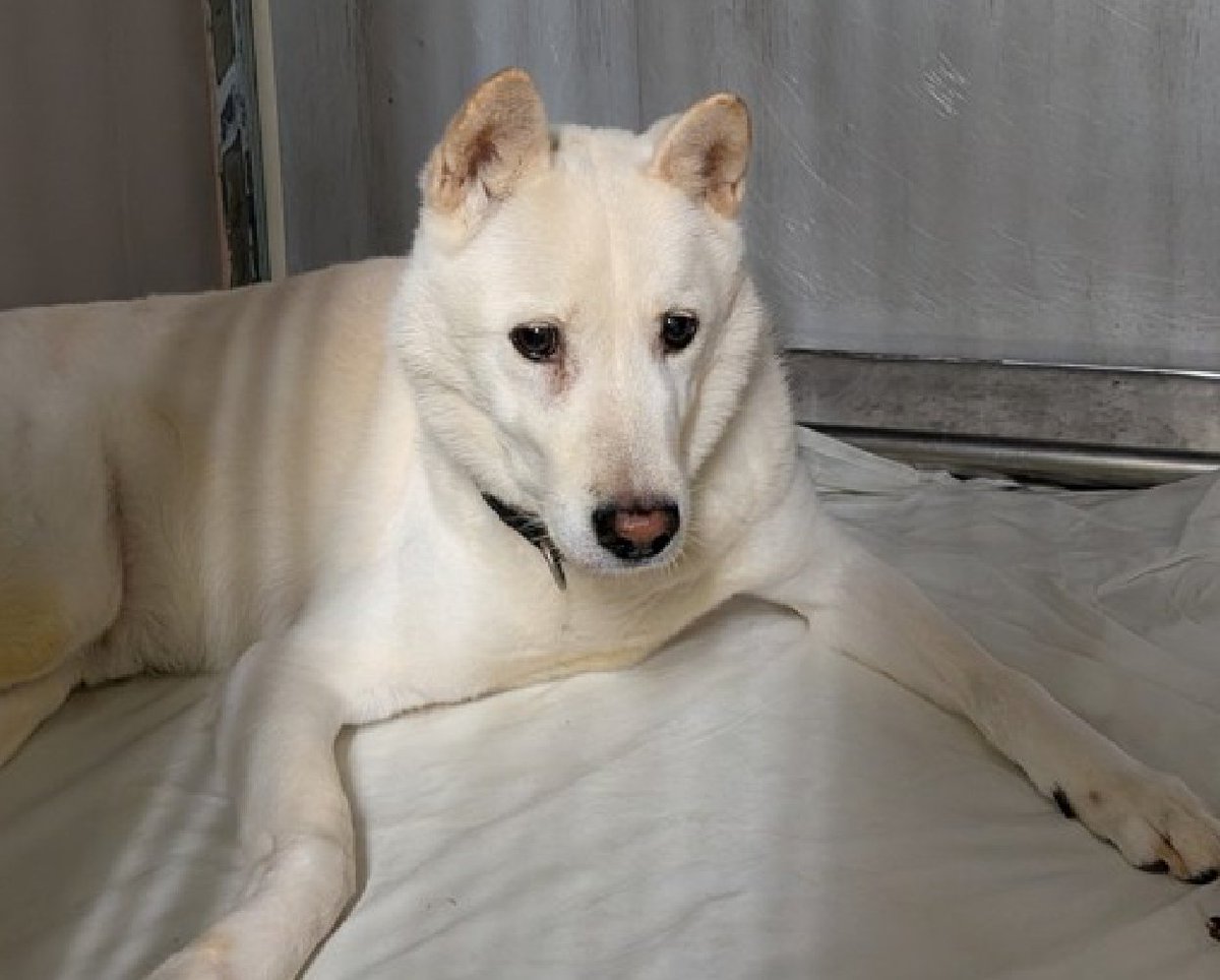 notthesameone2's tweet photo. 🐾5-y/o Odin at ACC b/c resident kid fell on him while he was sleeping; startled, Odin bit - made a mark so now he is in trouble. Owner states Odin has never bit b/f. Now that ACC knows what actually happened, they could remove the "unprovoked bite" in his listing... still at the top of his bio notes 🙄 Kid fell, startled him & he responded & has no prior bite, ever. Odin looks devastated in all his pics. One day he was in a family, next day he is in a kennel. Needs a foster offer by 9/05: https://t.co/hIPBH0AcJx