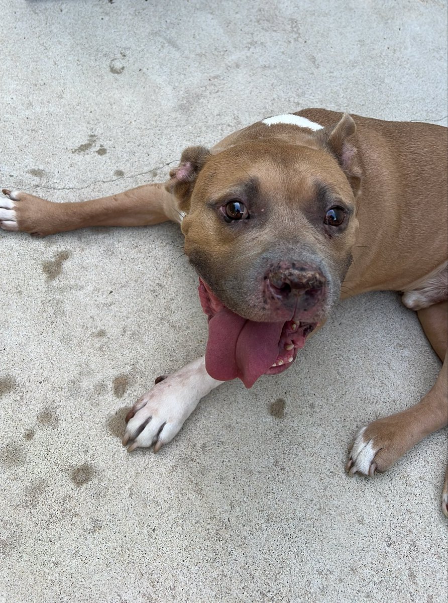 BerwynLawnmower's tweet photo. #LostDog found in Newtown Square (right off Media Line Rd)
If anyone knows the owner, please let us know asap https://t.co/8iFGgUFzi6