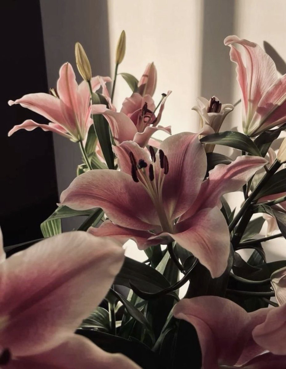 i3Moment's tweet photo. Lilies https://t.co/bVIXItYUbM