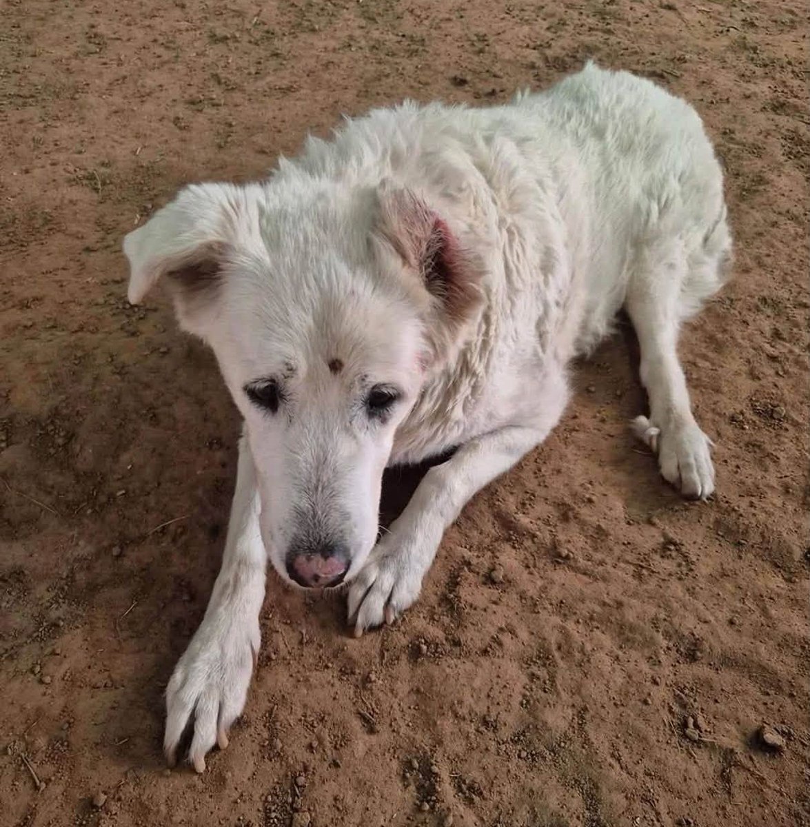 eltuitdemarsh's tweet photo. Esta perrita fue atropellada, atendida y necesita, urgentemente, un hogar temporal donde poder seguir su tratamiento. Si puedes ayudar con ese temporal, comunícate al +56940675147. Favor RT!
#Coquimbo https://t.co/Pj4EoDfbXT