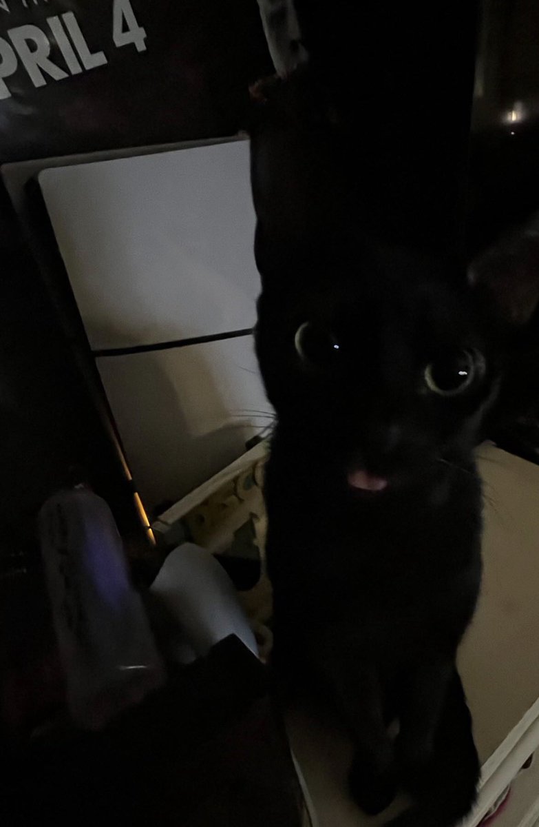 pjmspetals's tweet photo. i have my own little tang ^-^ her name is mavis ! https://t.co/UHGX51CI5G