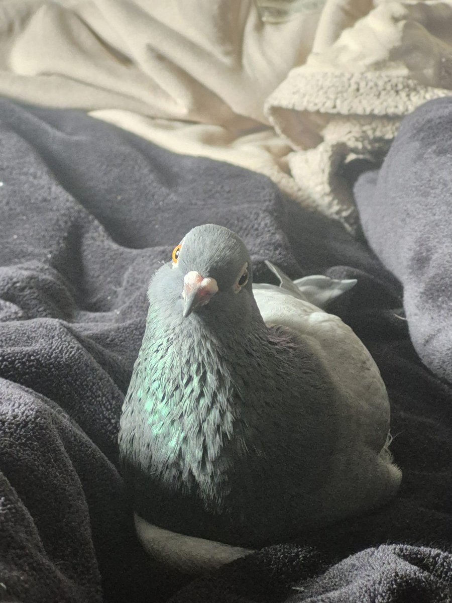 murraycoombe's tweet photo. Pigeon cheeks are so damn cute https://t.co/Al5Y6fj7xC