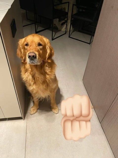 everythingdogss's tweet photo. https://t.co/dBJAtU3Nls