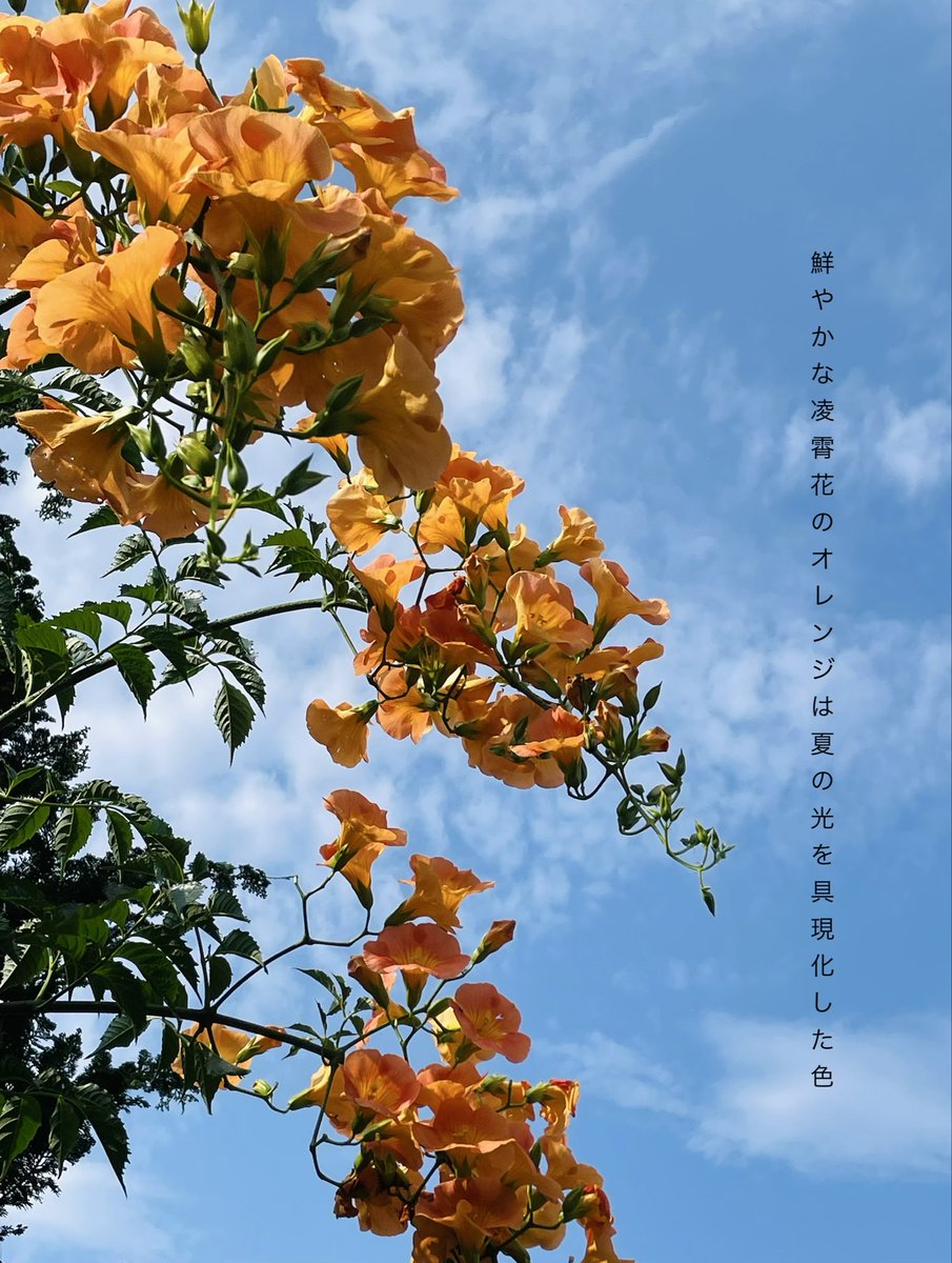 shimaiku2022's tweet photo. 鮮やかな凌霄花のオレンジは夏の光を具現化した色

七月下旬の写真。
凌霄花は夏の花だな、とつくづく思う。夏の名残のように、一輪だけ咲いているのを昨日見かけました。 https://t.co/07xV0nX0oq