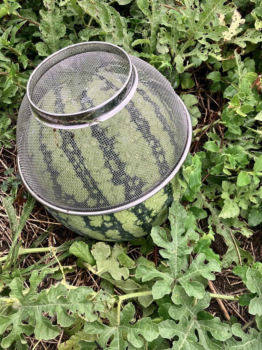 nWAQMjK0FwtqwbK's tweet photo. スイカ

🍉🍉🍉ハクビシン攻撃をザル戦略で凌ぎました　♪（ｖ＾＿＾）ｖ

でも、ザルが抜けない😓 https://t.co/C5rRDoiQ0V