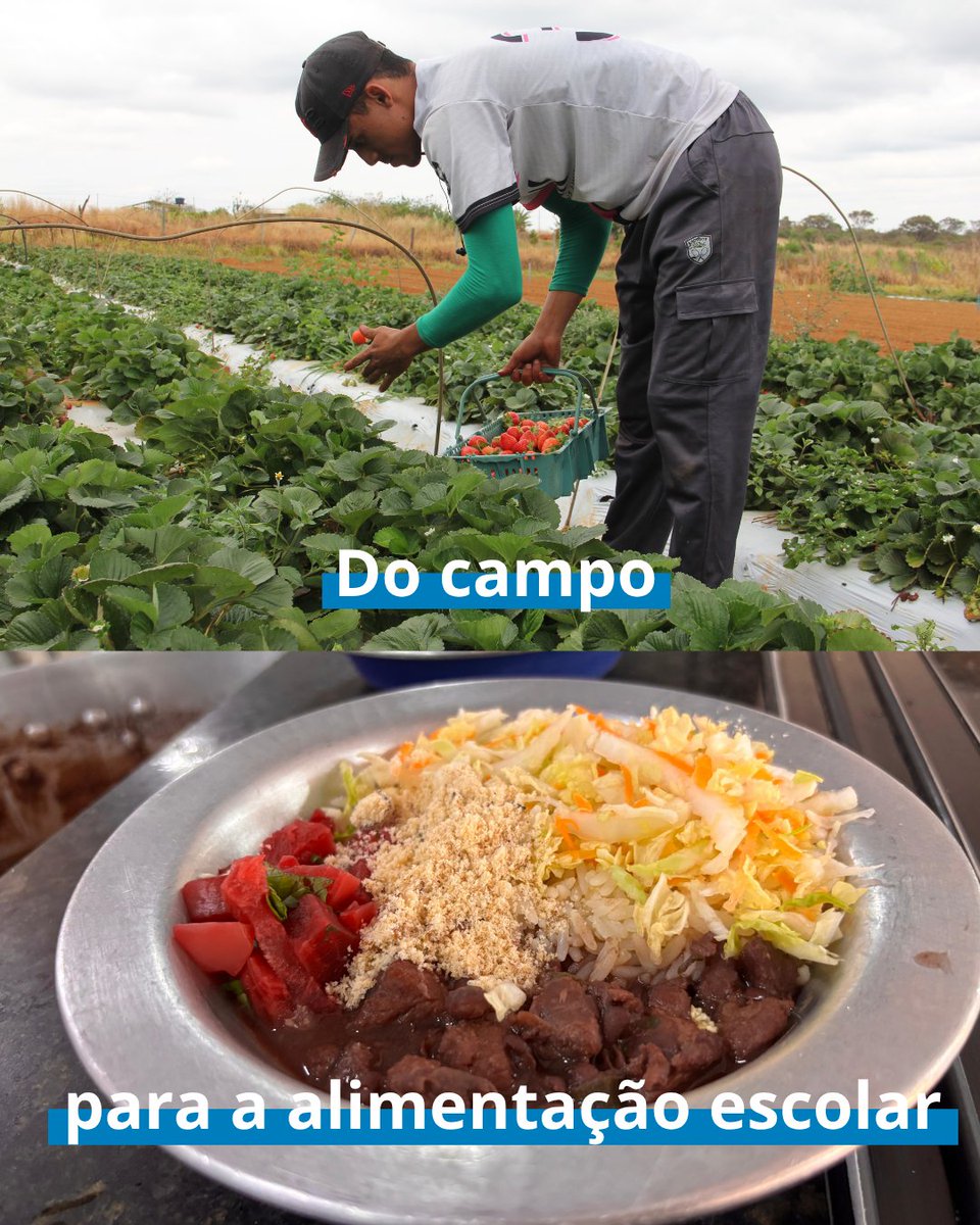 WFPBrasil's tweet photo. 🌱🍽️ Do campo para a escola!
No mínimo, 45% dos alimentos adquiridos pelo PNAE vêm da agricultura familiar, fortalecendo produtores locais e garantindo alimentos mais frescos para milhões de estudantes. 🇧🇷✨
#PNAE #AgriculturaFamiliar #WFPBrasil #AlimentaçãoEscolar https://t.co/oGkR6slfUi