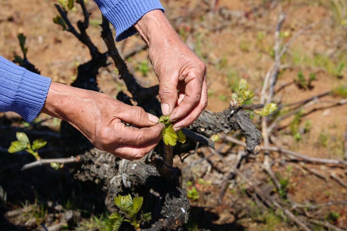 INDAP_Chile's tweet photo. Detrás de cada copa de estos vinos en tu mesa hay territorios, saberes que crecen, prácticas que mejoran y mucho ❤️

Más de 4.000 viñateras y viñateros trabajan con INDAP en todo Chile.

¡Salud por el campo y sus viñas con historia!
Conoce + en https://t.co/h5sQ0R31vo https://t.co/dNwNeSnKGb