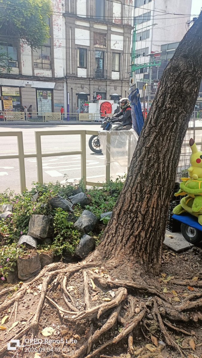 ClaimedWolf's tweet photo. @GobCDMX @ClaraBrugadaM de quién es la responsabilidad? Aventar plantas para que se mueran en vez de plantarlas. Esto es sobre Eje Central y ya llevan más de 4 días así. Es dinero a la basura. https://t.co/bUJp476VI7