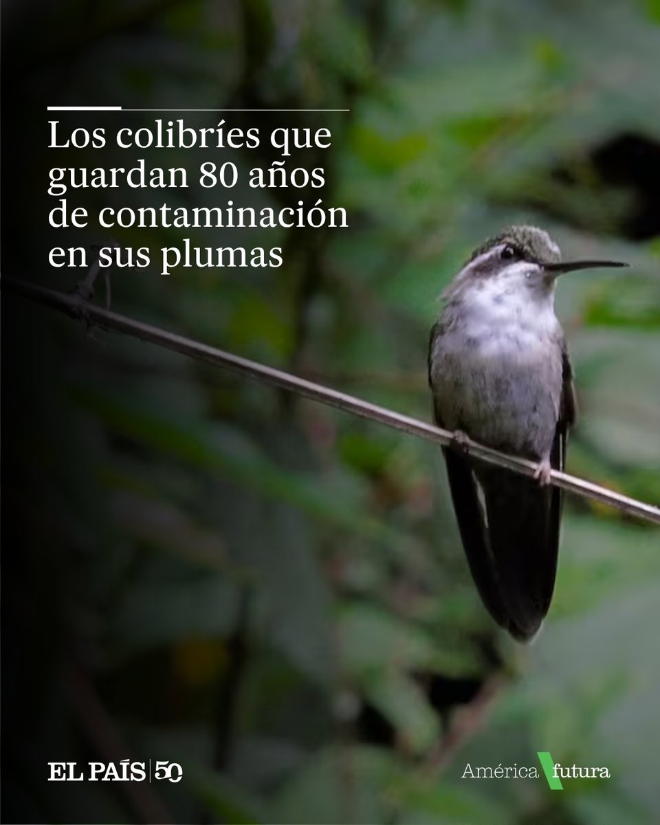 AmericaFutura's tweet photo. Los colibríes mudarán sus plumas por lo menos tres veces a lo largo de su vida. Cada una de ellas hace que estas aves puedan realizar su característico vuelo suspendido, esa habilidad de flotar sin moverse del lugar.

Pero una pluma también puede ser un registro de lo que pasa (químicamente) por la vida del colibrí. Nutrientes, hormonas y, si están presentes, contaminantes quedan atrapados en ellas. La doctora Ruth Partida, investigadora en la Universidad Autónoma de Campeche, vio en estas muestras una oportunidad para reconstruir la historia química de un territorio. Fue así como se propuso, junto con otros investigadores, perfilar el sureste mexicano, conformado por estados como Chiapas, Campeche, Yucatán y Quintana Roo

La historia en: https://t.co/GMY4uNzkNu