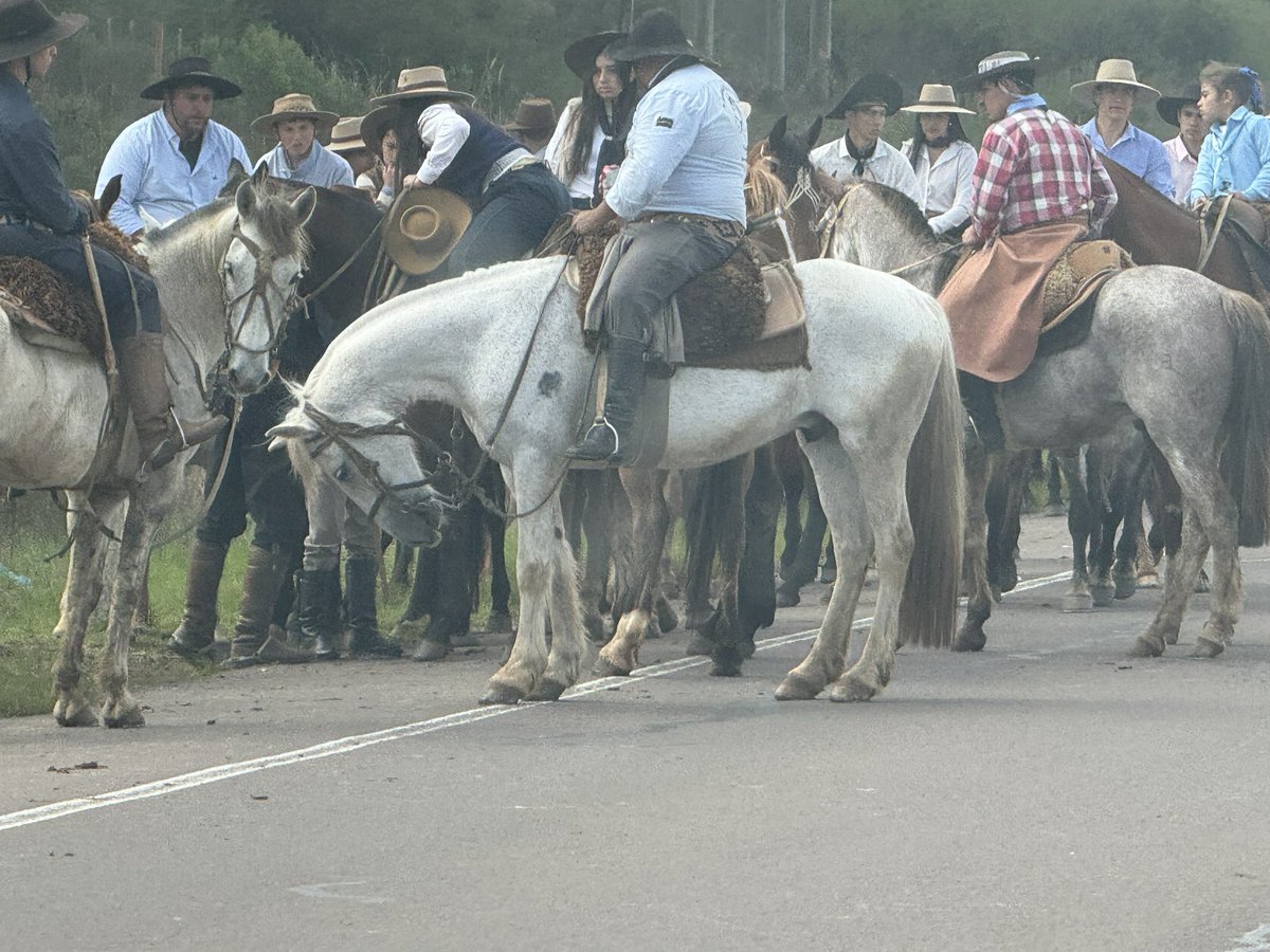 cdcamy's tweet photo. Con rumbo norte. Por la ruta 5, comenzamos a cruzarnos a cientos de paisanos, a lomo de caballo, con quienes nos encontraremos el
domingo en las cuchillas de Masoller, para honrar la memoria de Aparicio Saravia.
“La Patria es la dignidad arriba y el regocijo abajo”. https://t.co/cIGlq1KOSH