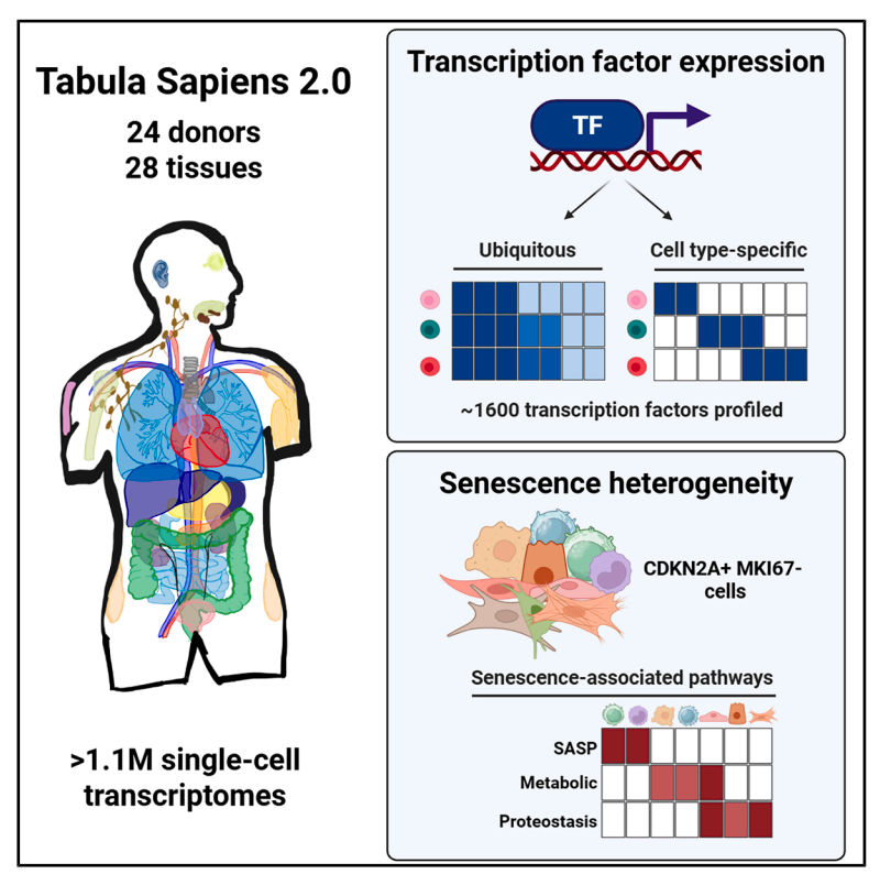 james_y_zou's tweet photo. Excited that Tabula Sapiens 2 is out at @CellCellPress! >1 million cells mapped across 28 human tissues. All this data is open! https://t.co/zCI30Hjxmx