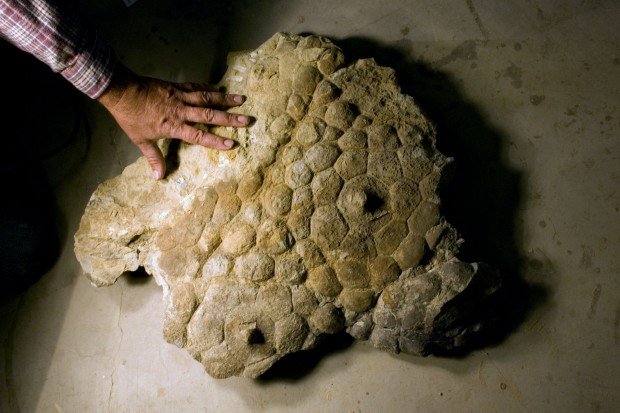 oranery's tweet photo. @longaevi Except we have proof of dinosaurs with scales and other skin types and bumps. You have to be retarded to think this is remotely simular. https://t.co/5G6MzHdULR