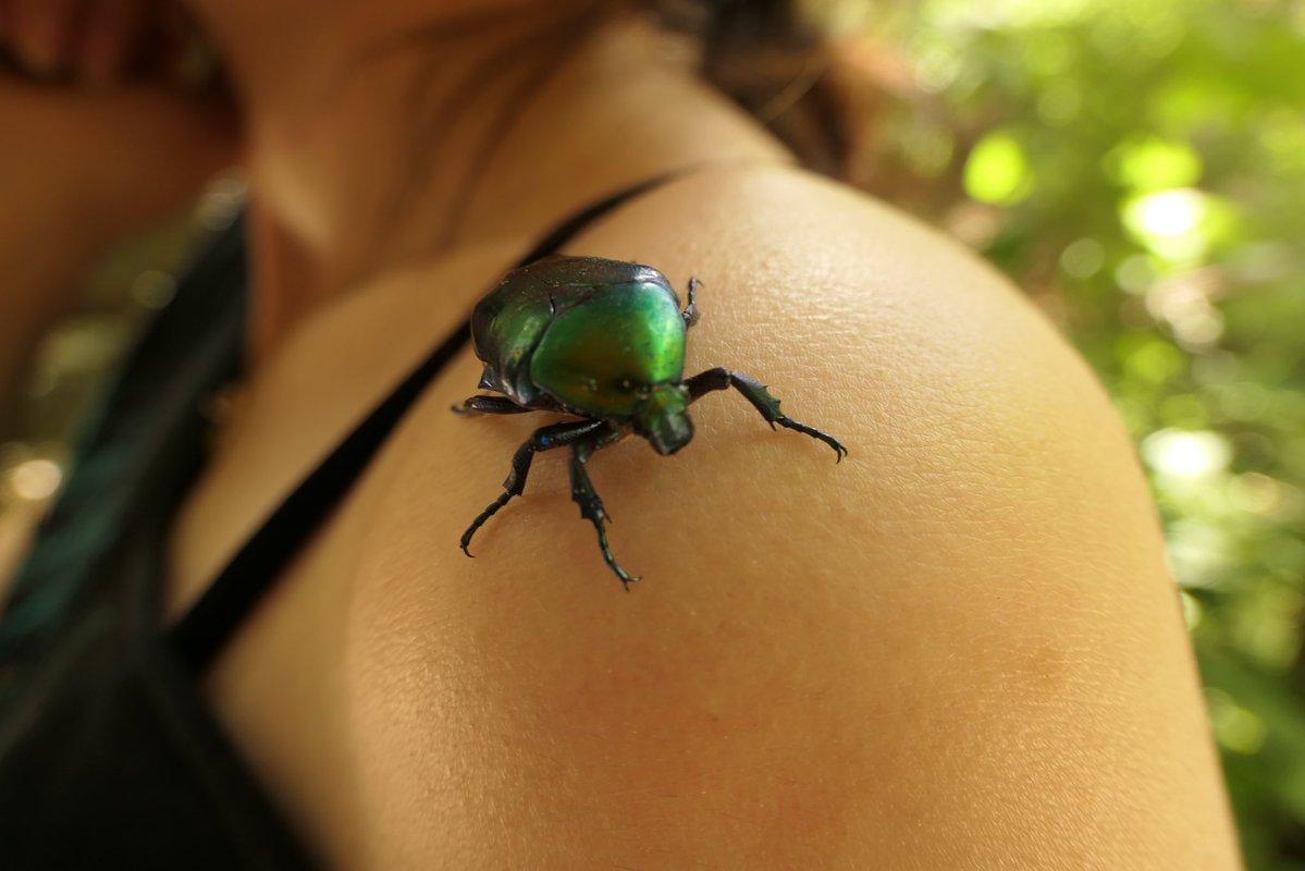 ginnnseng's tweet photo. SKINK N SCARAB! :/000 https://t.co/tnHP7PWGuI