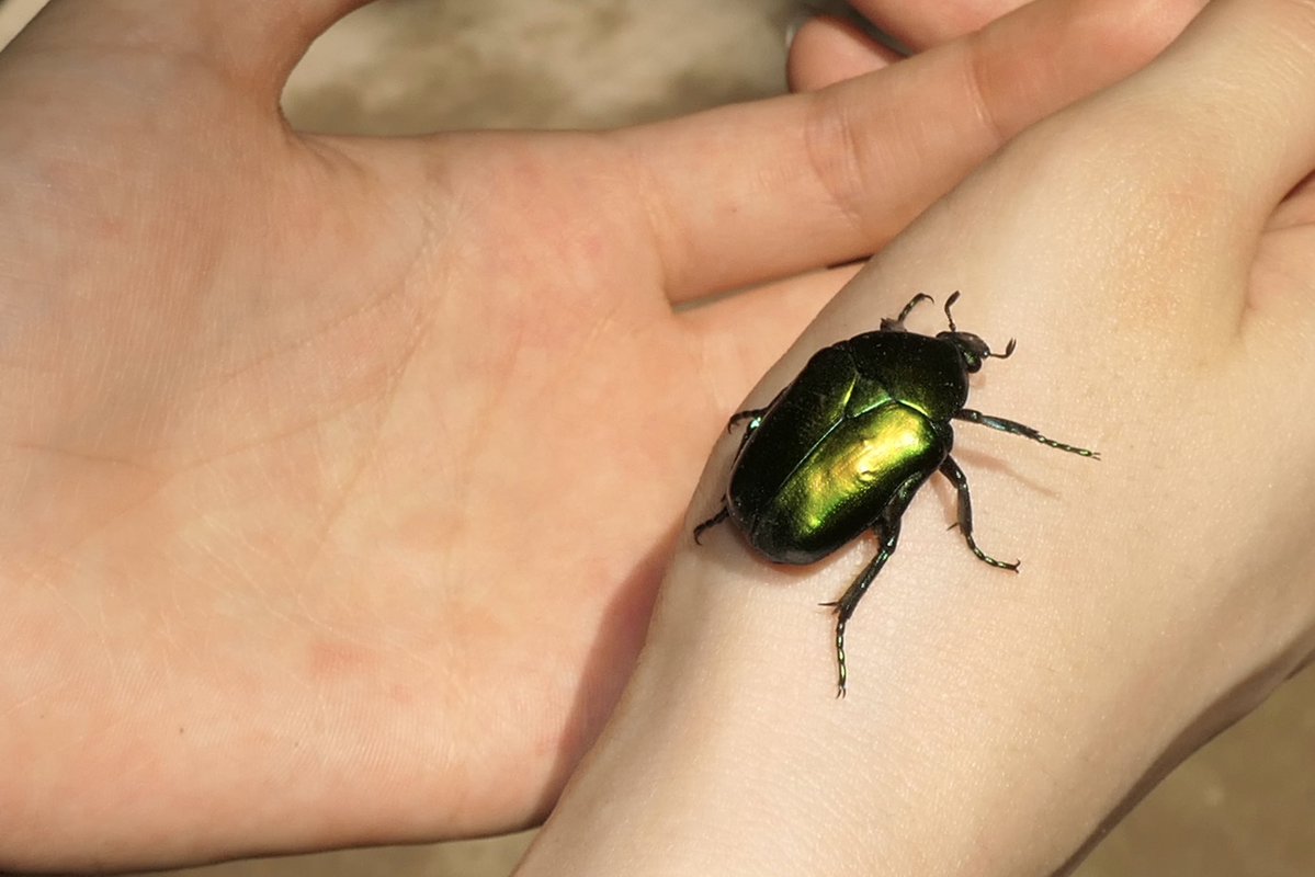 ginnnseng's tweet photo. SKINK N SCARAB! :/000 https://t.co/tnHP7PWGuI