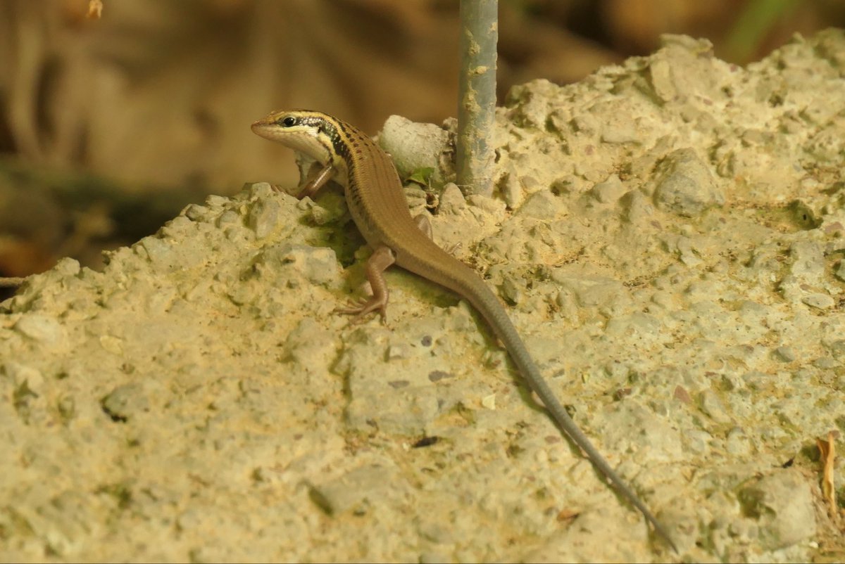 ginnnseng's tweet photo. SKINK N SCARAB! :/000 https://t.co/tnHP7PWGuI
