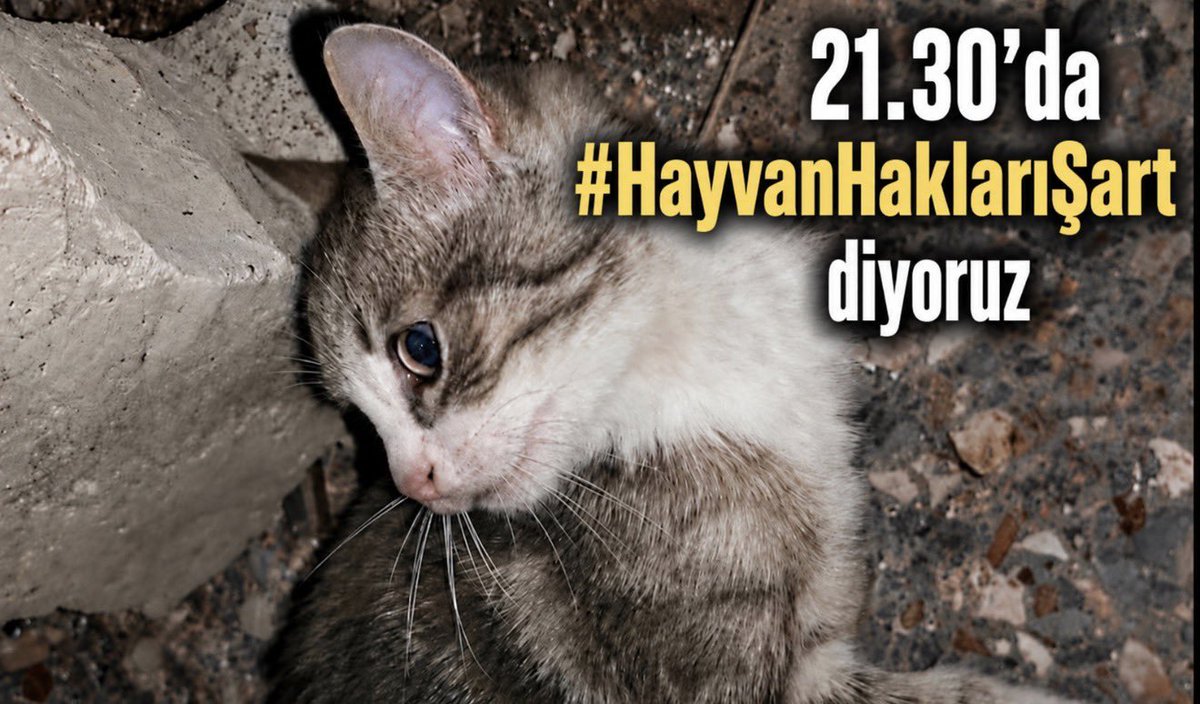 xoumojxq's tweet photo. #HayvanHaklarıŞart https://t.co/1reXTwbhot