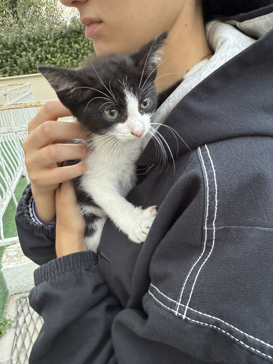 Maigrichoon's tweet photo. Je donne un chaton trouver dans un carton , à récupérer en urgence sur la zone de Bezons (95) https://t.co/xPlhlPIPlf