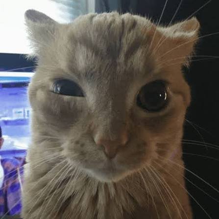 drapeluche's tweet photo. + *se sienta a comer*
- Doc, no me hizo las indicaciones
+ https://t.co/xYXopwRw6j
