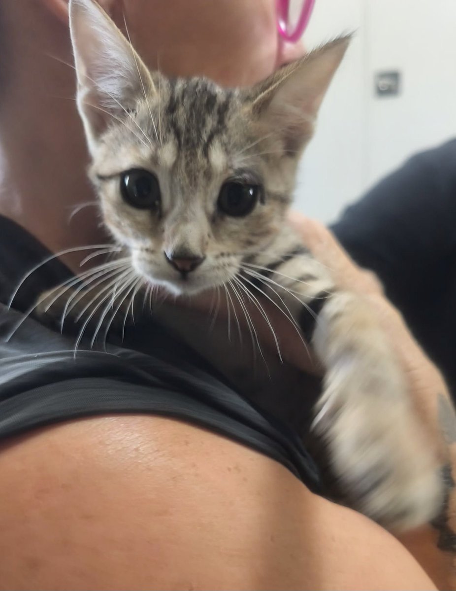 Pro_Ani_LaNucia's tweet photo. Bigotes tiene 10 semanas, es un peque cariñoso y dulce con una carita preciosa y original.
Sabemos que hay muchos gatitos atigrados y que no parecen especiales pero si vienes y lo coges 5 minutos te enamorarás seguro 
En La Nucía,  Alicante https://t.co/9wAFs71XZx