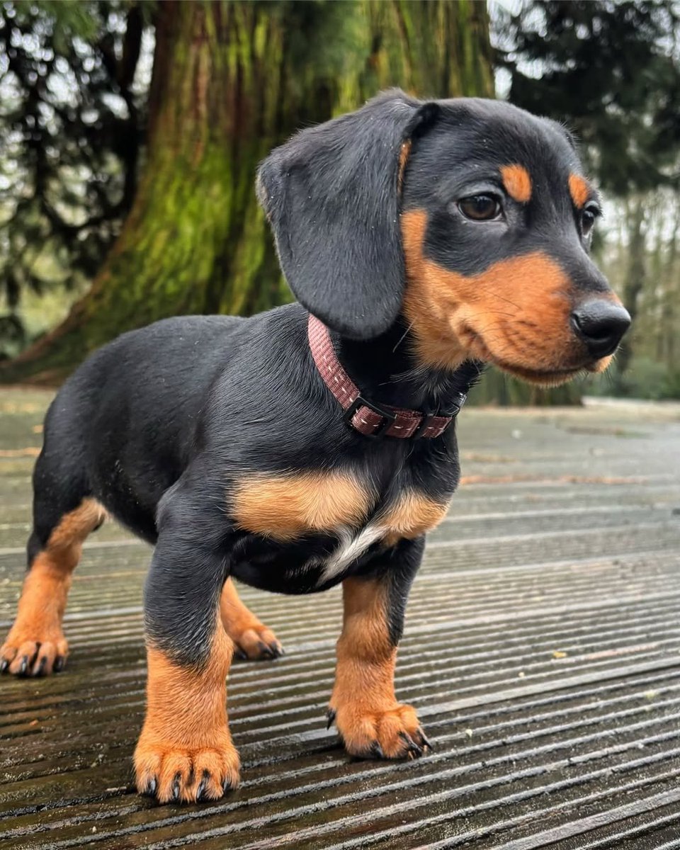 TETdeTeckel's tweet photo. Kijk mij hier eens staan… 🥹🐶
Nog maar een mini-TETje, maar de teckel-attitude was toen al op ware grootte. 😎

Korte pootjes ,Grote oren, Onschuldig koppie. Luisteren naar mijn baasjes… daar moest ik nog even over nadenken. 🤭😂

#Teckel #Dachshund #TeckelPuppy #puppylove https://t.co/oplf9sE1Bo