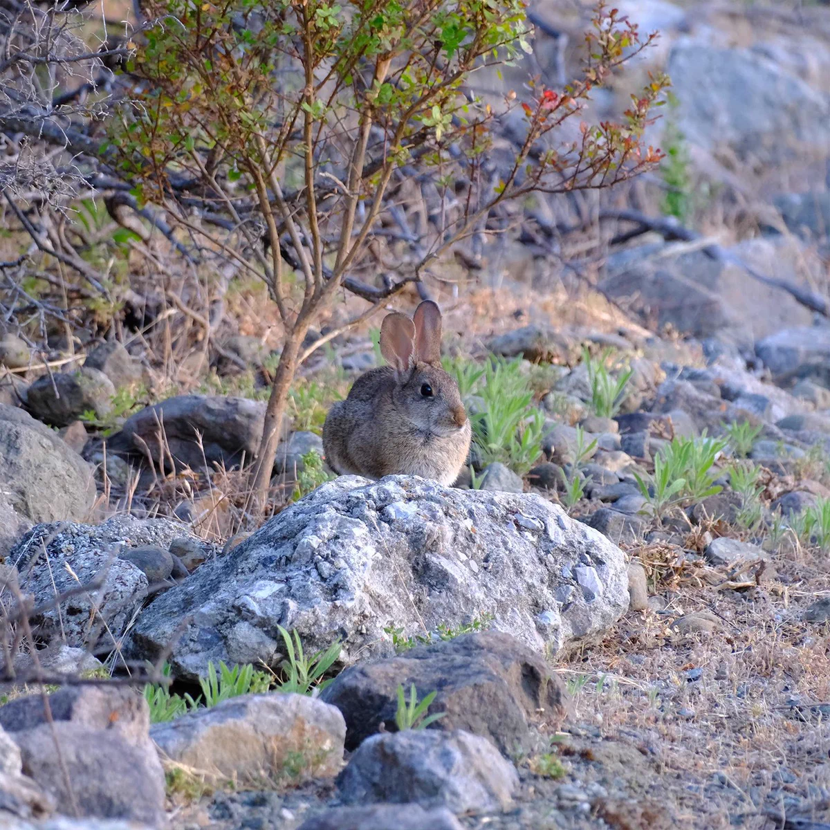 A rabbit sits on a rocky terrain surrounded by sparse vegetation and small green plants, with a few dry twigs and a small shrub nearby. Credit: Chrsitina Pino